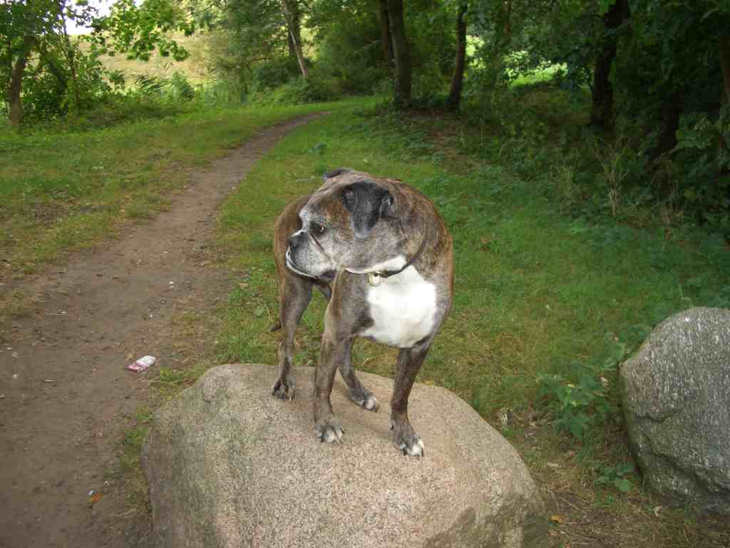 Amy von Cujo oben auf!