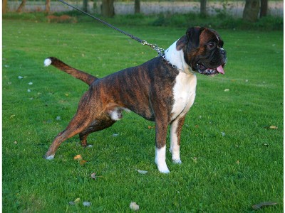 Capo von Cujo
